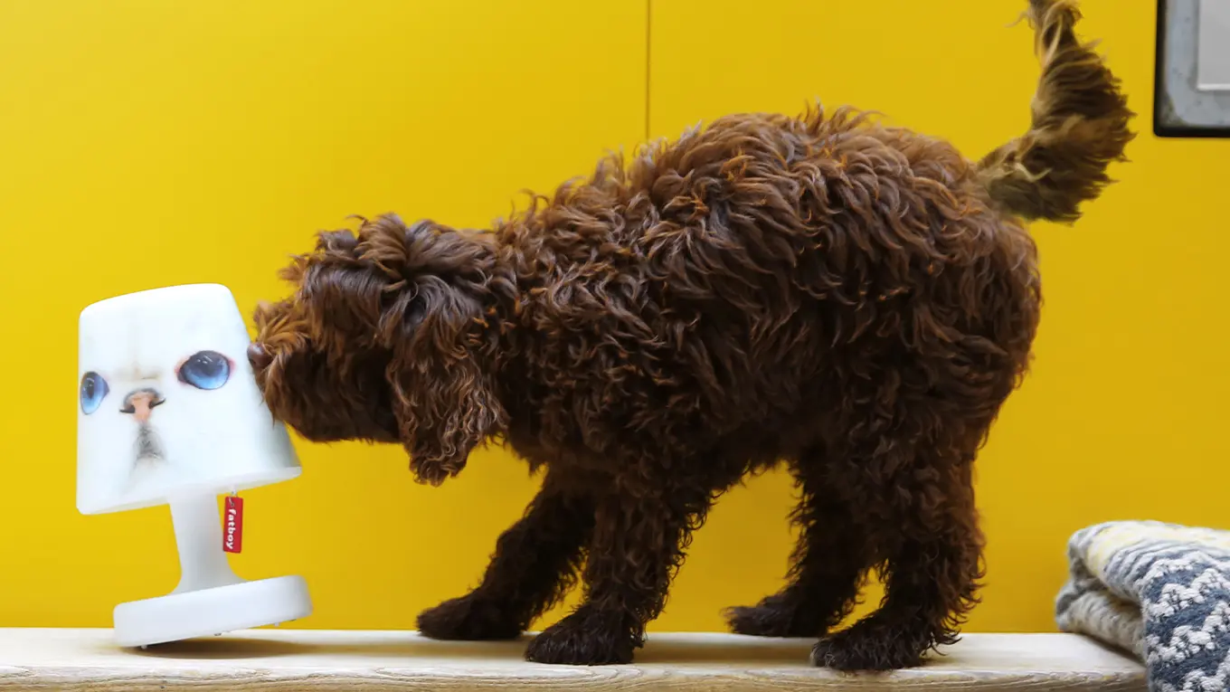 Fatboy Edison the Petit mit Cooper Cappie Katze an der ein Hund schnuppert